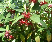 illicium floridanum ab 10.jpg